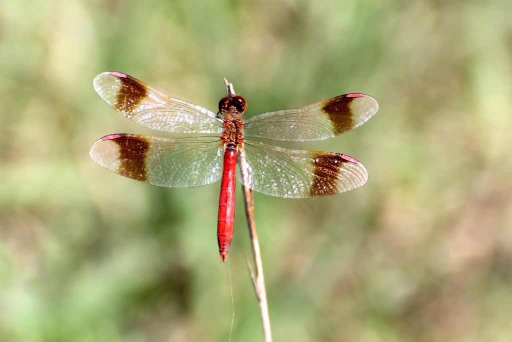 Sympetrum pedemontanum maschio